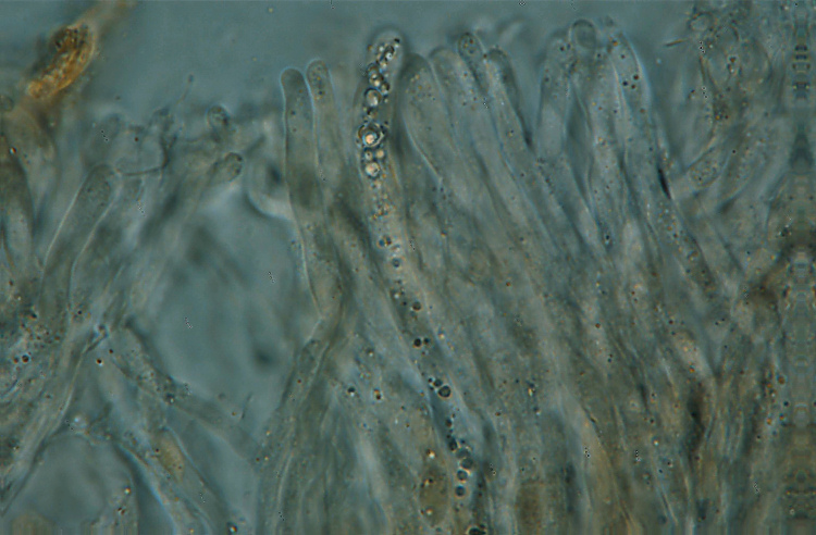Probabile Stereum rugosum - foto 6656 (Stereum gausapatum)